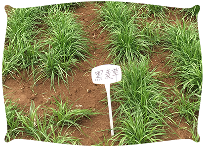 植物修復(fù)技術(shù)