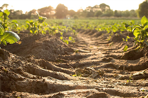 農用地土壤污染的主要特征