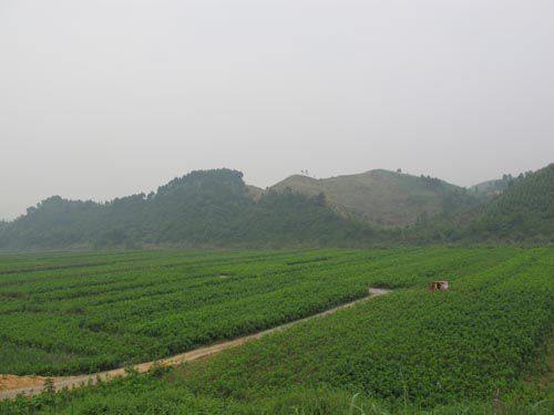 土壤污染植物修復(fù)案例圖片 土壤污染植物修復(fù)案例圖片